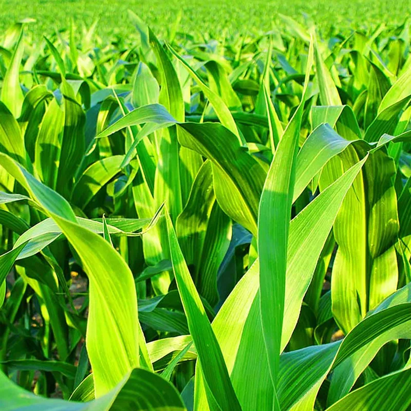 Sipcam Agro Atrazine 4L Flowable Herbicide – 2.5 gal (054L0SP-225)